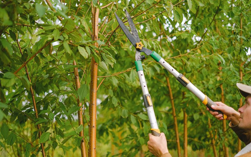 Tree trimming in Pettibone, ND
