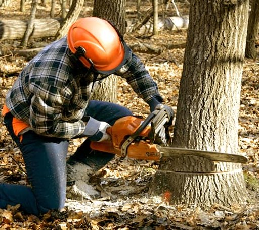 Tree Removal in Pettibone, ND